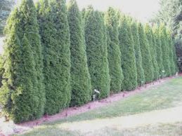Raport de crestere si inaltimea maxima a Chiparosului Leylandii