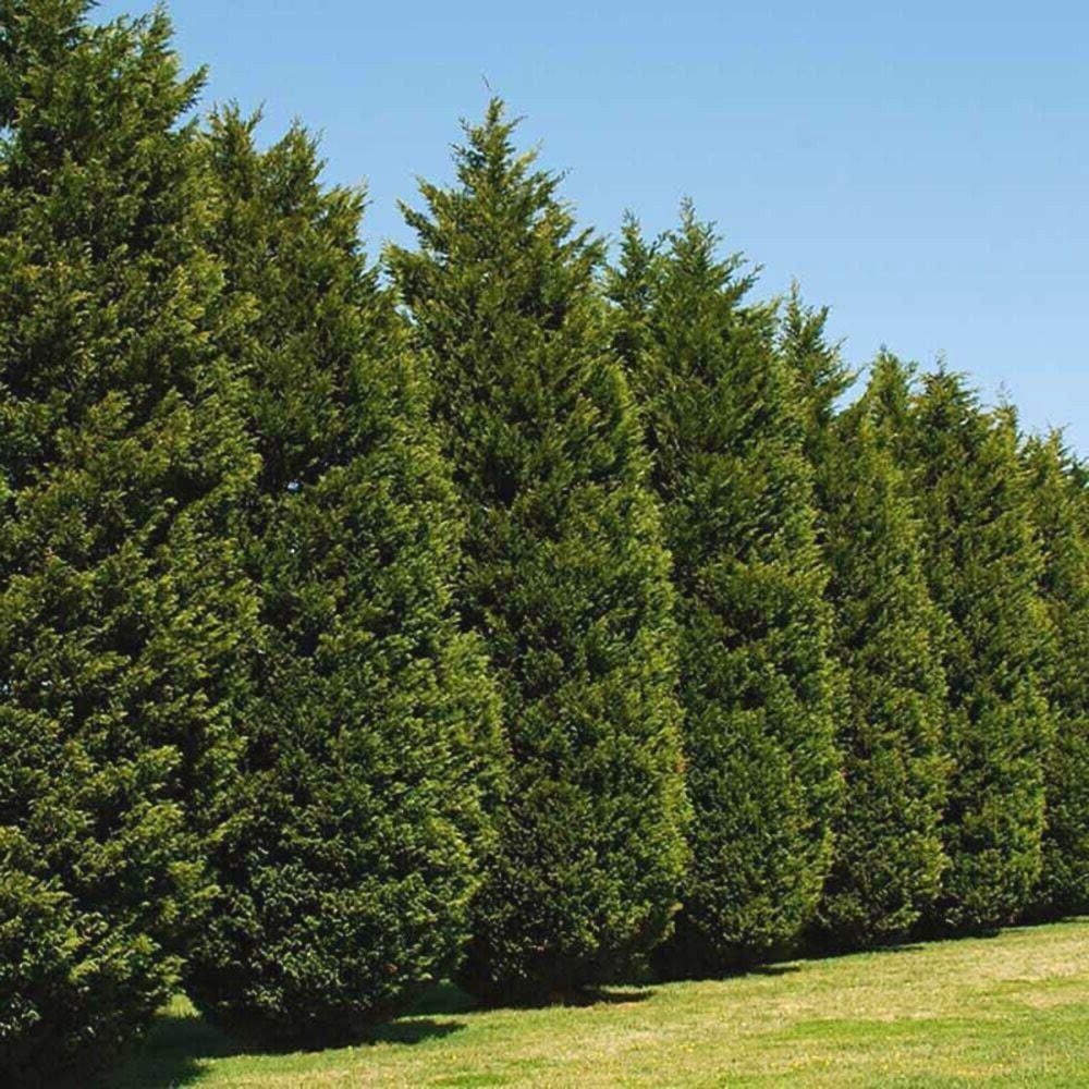 Ramane Tuia Leylandii vesnic verde? Durata de viata dupa plantare