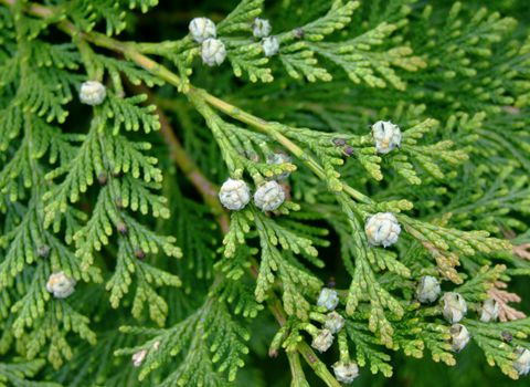 Ramane Tuia Leylandii vesnic verde? Durata de viata dupa plantare