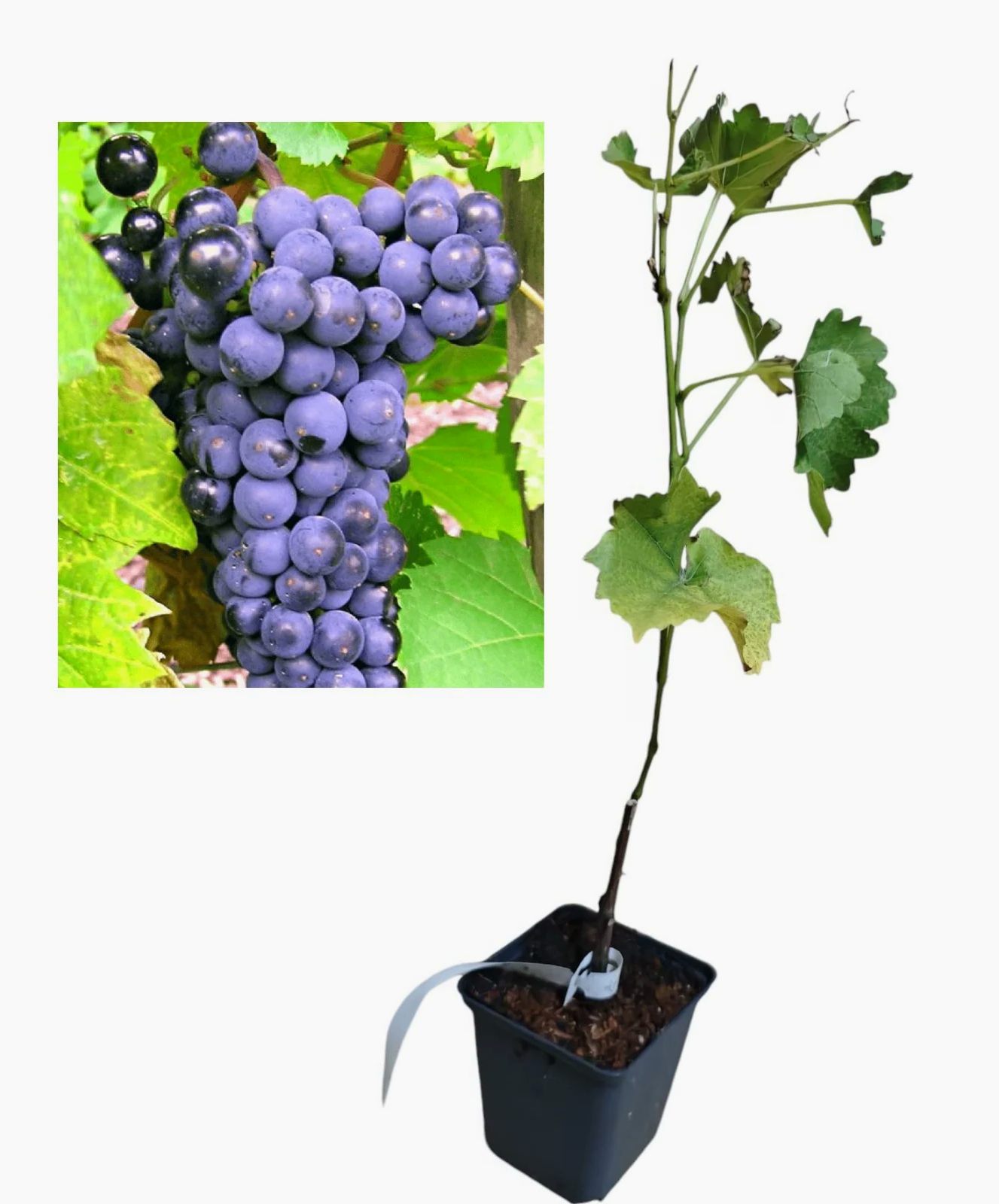 Vita de vie Struguri Negri (Leon Millot) în ghiveci verde