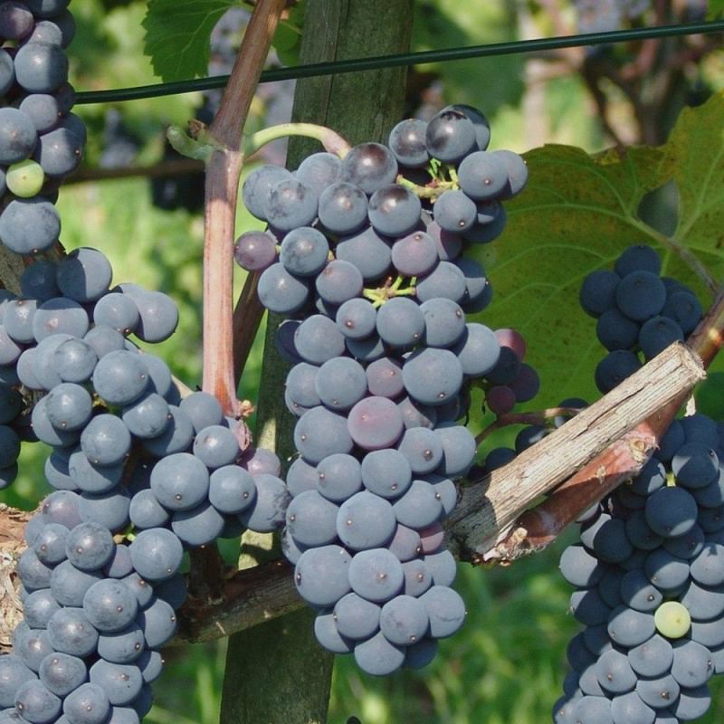 Vita de vie Struguri Negri (Leon Millot) la ghiveci 2