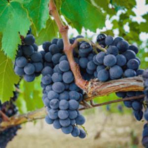 Perioada optima pentru plantat vita de vie - Struguri Negri