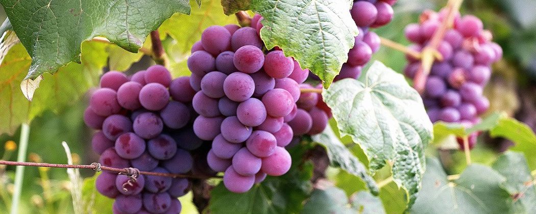 Perioada optima pentru plantat vita de vie - Struguri Negri